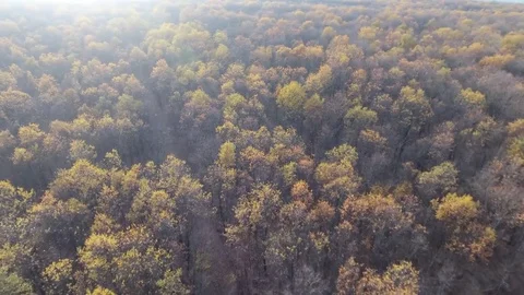 Aerial view over a forest during autumn Stock Footage 71532408