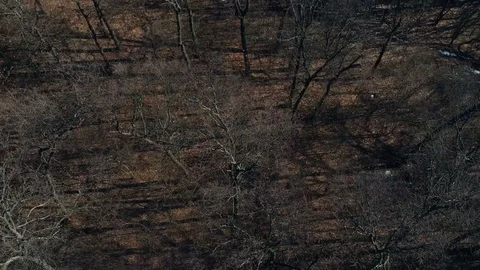 Aerial view over the forest Stock Footage 87008777
