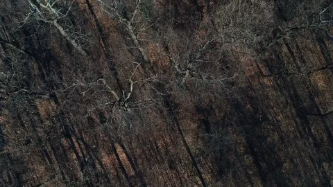 Aerial view over the forest Stock Footage 87008893