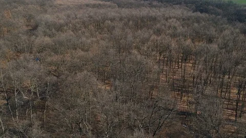 Aerial view over the forest Stock Footage 87009345