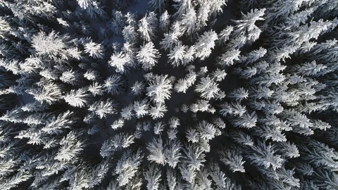 Aerial view over the forest. Stock Footage 106022288