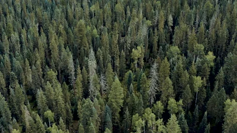 Aerial view over a forest Video stock 154808093