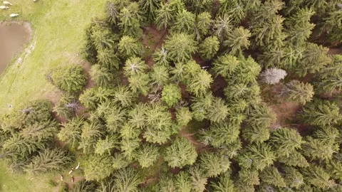 Aerial View Over Forest Mountain Lake And Cows Video stock 198853527