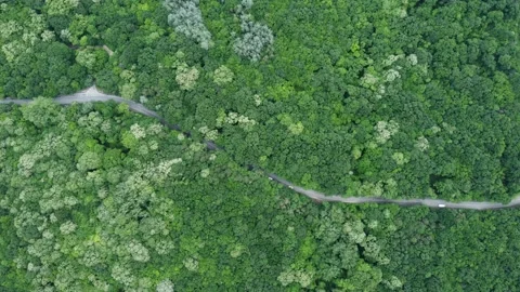 Aerial view over forest with a road going through with car Stock Footage 196942332