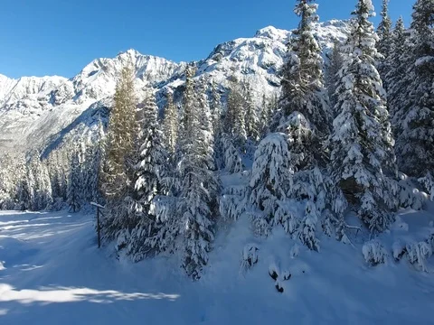 Aerial view over the forest - Trees covered with snow Stock Footage 75465103