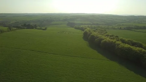 Aerial view over free range pig farm, Ireland Stock Footage 84271418