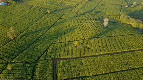 Aerial view over green corn fields in countryside Stock Footage 101292377