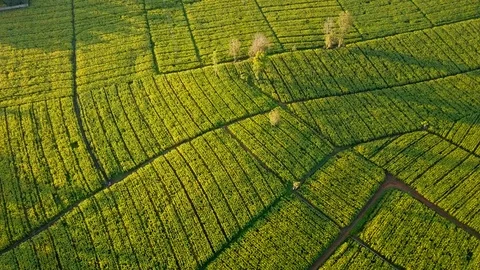 Aerial view over green corn fields in countryside Stock Footage 101292432