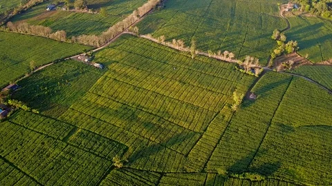 Aerial view over green corn fields in countryside Stock-Footage 101292641
