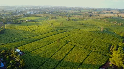 Aerial view over green corn fields in countryside Stock Footage 101295531