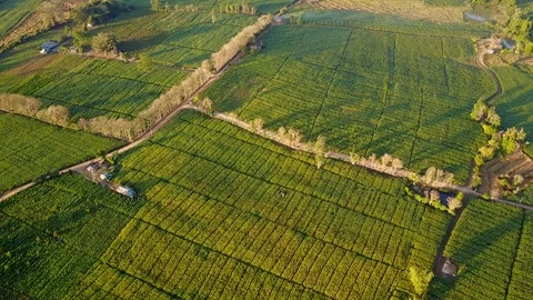 Aerial view over green corn fields in countryside Stock Footage 101297521
