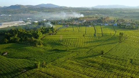 Aerial view over green corn fields in countryside Stock-Footage 101301081