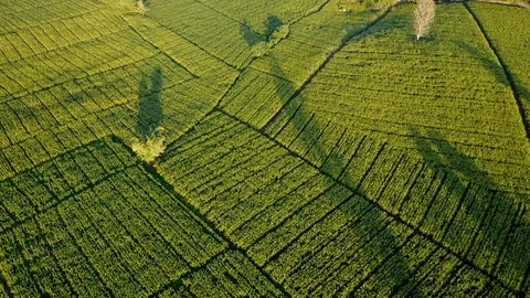 Aerial view over green corn fields in countryside Stock Footage 101301855