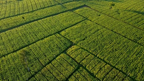 Aerial view over green corn fields in countryside Stock Footage 101302037