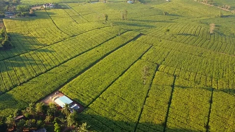 Aerial view over green corn fields in countryside Stock Footage 101304785