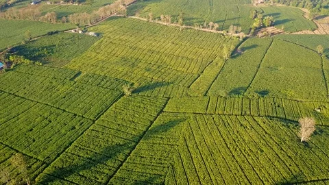 Aerial view over green corn fields in countryside 動画素材 101304994