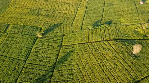 Aerial view over green corn fields in countryside Stock Footage 101415634