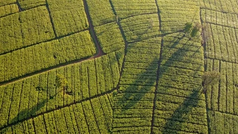 Aerial view over green corn fields in countryside Stock-Footage 101415985