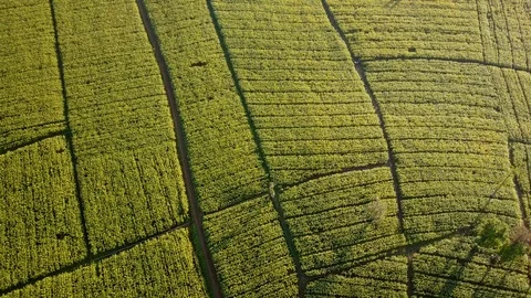 Aerial view over green corn fields in countryside Stock Footage 101415988
