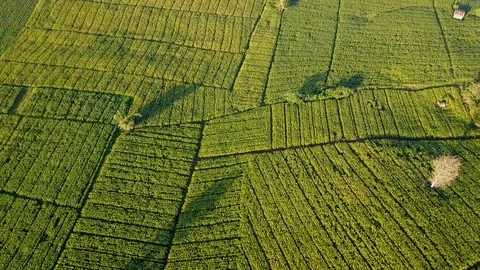 Aerial view over green corn fields in countryside Stock Footage 101416093