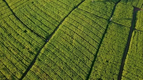 Aerial view over green corn fields in countryside Stock Footage 101416352