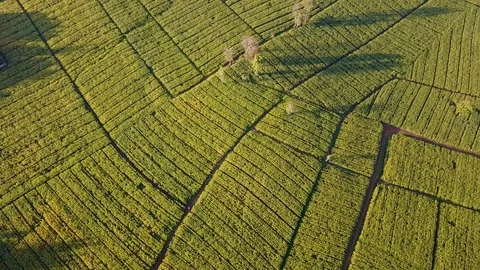 Aerial view over green corn fields in countryside Stock Footage 101416582