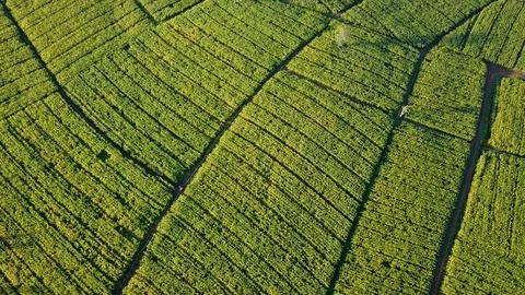 Aerial view over green corn fields in countryside Stock Footage 101417071