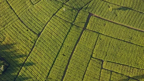 Aerial view over green corn fields in countryside Stock Footage 101417194