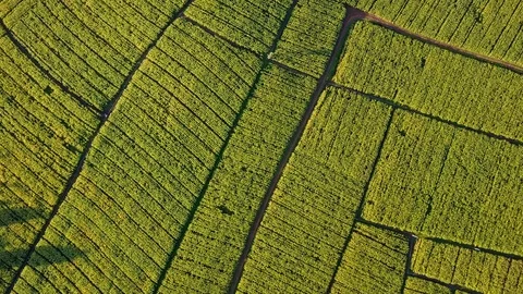 Aerial view over green corn fields in countryside Stock Footage 101417199