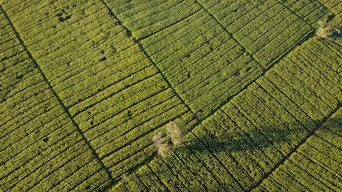 Aerial view over green corn fields in countryside Stock Footage 101419971