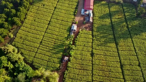Aerial view over green corn fields in countryside Stock-Footage 101420232