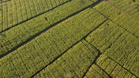 Aerial view over green corn fields in countryside Stock Footage 101420368