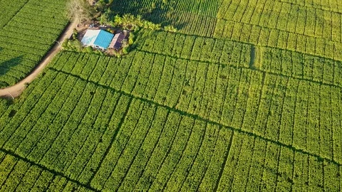 Aerial view over green corn fields in countryside Stock Footage 101420379