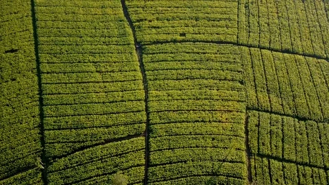 Aerial view over green corn fields in countryside Stock Footage 101423572