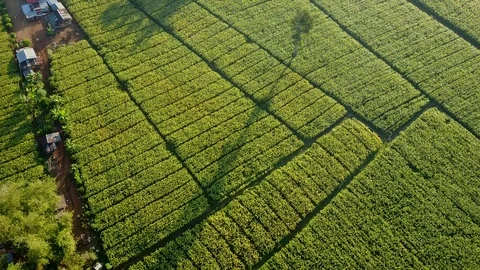 Aerial view over green corn fields in countryside Stock-Footage 101423868