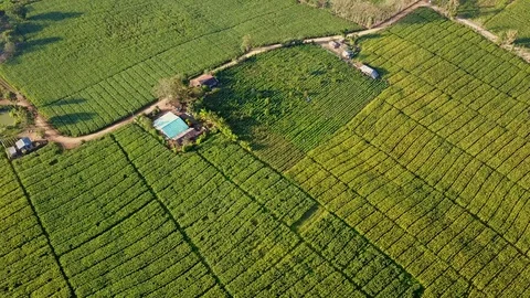 Aerial view over green corn fields in countryside Stock Footage 101424020