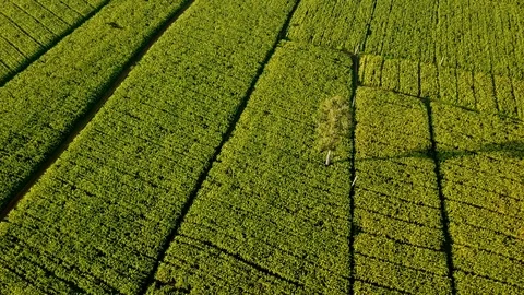 Aerial view over green corn fields in countryside Stock Footage 101424025