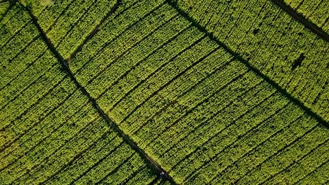 Aerial view over green corn fields in countryside Stock Footage 101424160