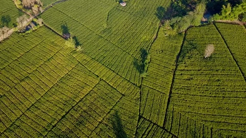 Aerial view over green corn fields in countryside Stock Footage 101427337