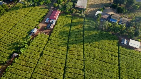 Aerial view over green corn fields in countryside Stock-Footage 101428380