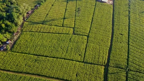 Aerial view over green corn fields in countryside Stock-Footage 101429020