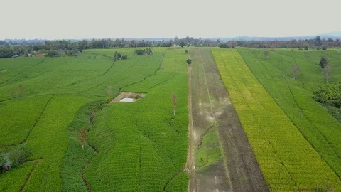 Aerial view over green corn fields in countryside. Stock-Footage 101438283