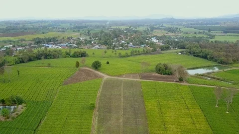 Aerial view over green corn fields in countryside. Stock-Footage 101438354