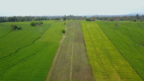 Aerial view over green corn fields in countryside. Stock Footage 101438465