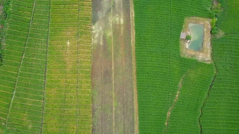 Aerial view over green corn fields in countryside. 動画素材 101859834