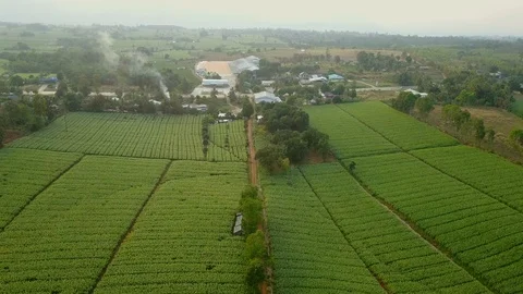 Aerial view over green corn fields in countryside. Stock-Footage 101860204