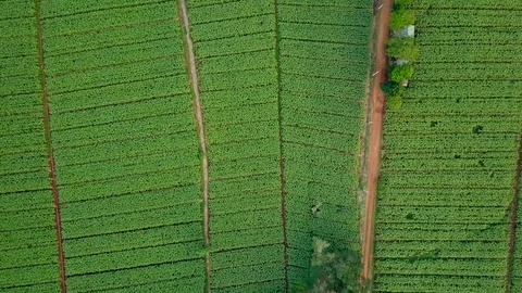 Aerial view over green corn fields in countryside. Stock Footage 101860877