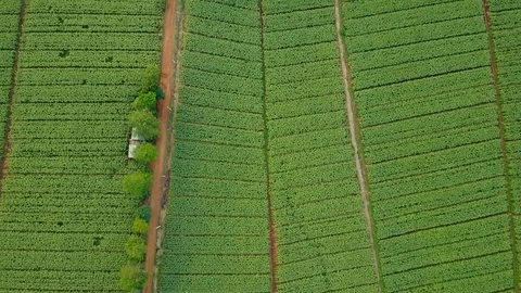 Aerial view over green corn fields in countryside. Stock-Footage 101860970
