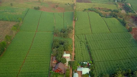 Aerial view over green corn fields in countryside. 動画素材 101860986