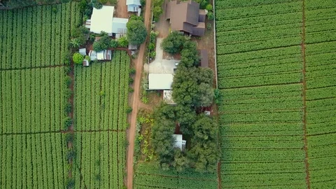Aerial view over green corn fields in countryside. Stock-Footage 101861018